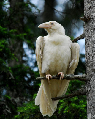 bialykruk1.jpg
