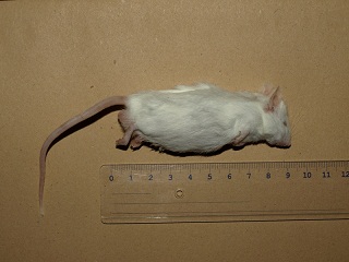 mysz 1.jpg