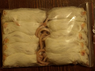 mysz 5.jpg