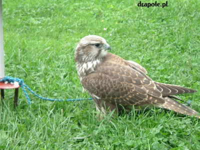 DSCF0621.JPG