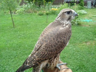 DSCF0560.JPG