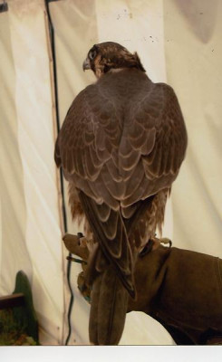 Altai_z_Kentish_falconry_2.jpg