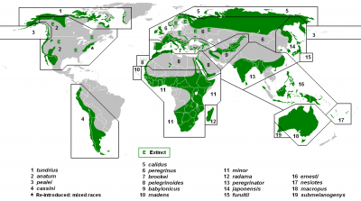 PeregrineSubspeciesMap.jpg