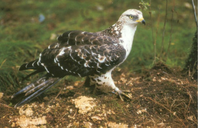 Wespendief_Pernis-apivorus.jpg