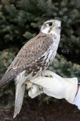 Prairie-falcons.jpg