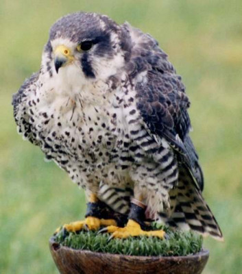 peregrine_prairie_lg.jpg