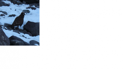 jaki ptak.png