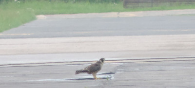 falco2 (2).jpg (182.33 KiB) Przejrzano 21609 razy falco2 (2).jpg