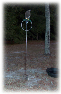 tall_ring_perch.jpg