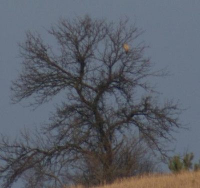 jas.jpg