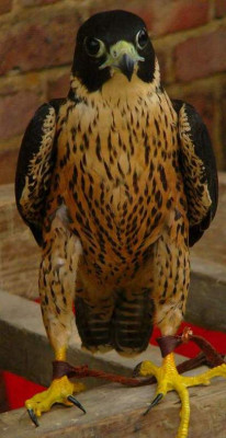 1 pioro