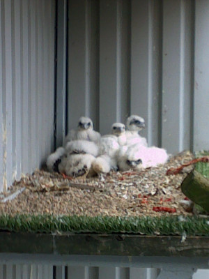 20090516105.jpg