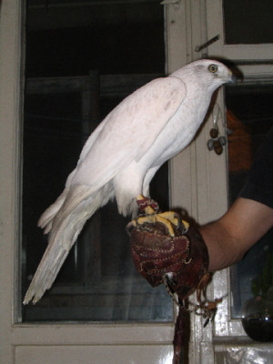 jastreb 006-2.jpg
