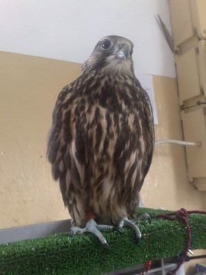 24062009628.jpg