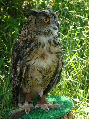 DSC02553.JPG
