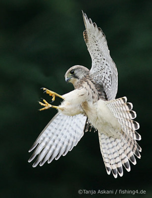 foto_turmfalke1.jpg