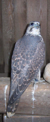 raróg