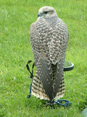 hybryda1.jpg