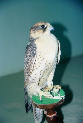 hybryda1.jpg