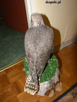 SH106302.JPG