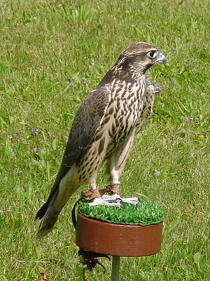 Lanner-Peregrine-female.jpg