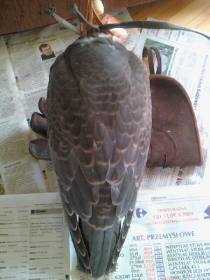 Chamsin