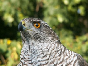 Ziutka