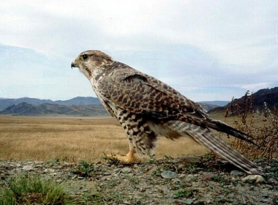 falco cherrug milvipes opt.jpg