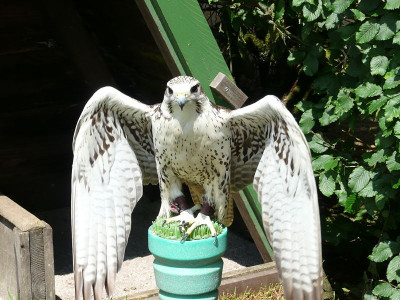 falco.jpg