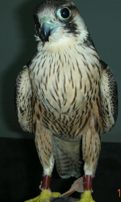 Ciemnieszy braciszek (odmiana nominalna)