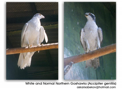 g5-White_and_Normal_Northern_Goshawks-by_Askar_Isabekov.jpg
