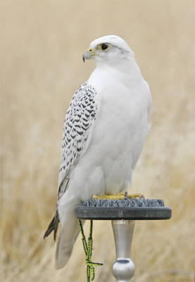 whitegyr2.jpg