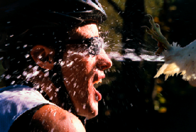 Birdspray.png