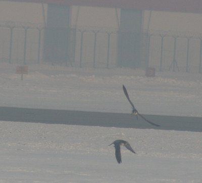 sokoly 2010.JPG