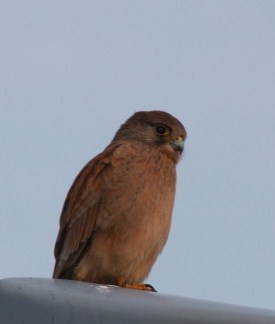 falco.jpg