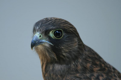 kestrel2.JPG