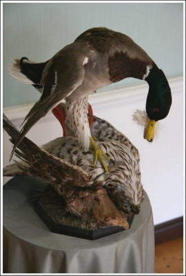 duck.jpg