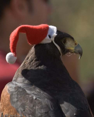 Hawk Hawk Hawk!!!