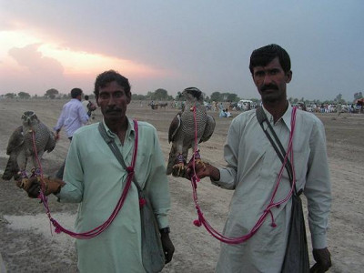jangoli.jpg