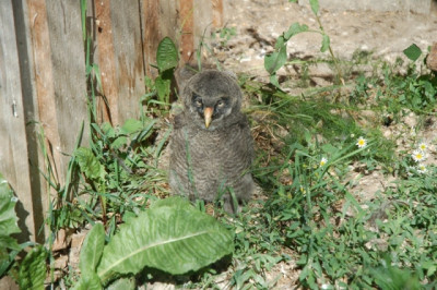 DSC_3106.JPG