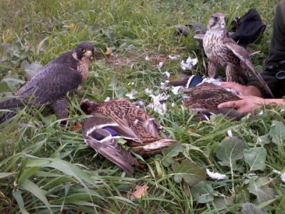 dublet.jpg