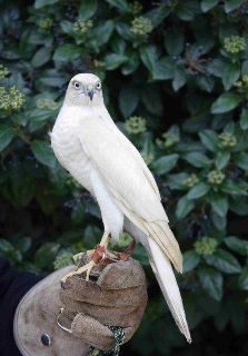 hawk.jpg