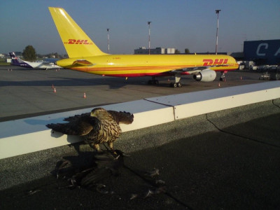 DHL.jpg